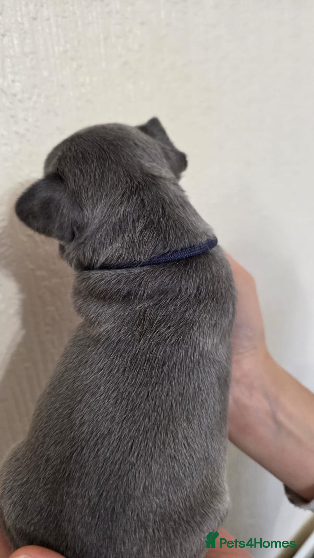 French Bulldog dogs for sale: Beautiful litter of French Bulldogs - Advert 16