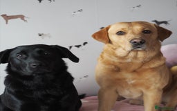 Labrador Retriever dogs for stud: Proven Health tested Lab Stud  in Chesterfield - Image 3