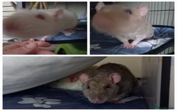 Rat rodents for sale: 2 male rats plus large cage and accessories - Image 4