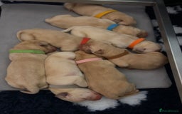 Labrador Retriever dogs for sale: 8 Beautiful Golden Labrador Puppies  - Advert 18