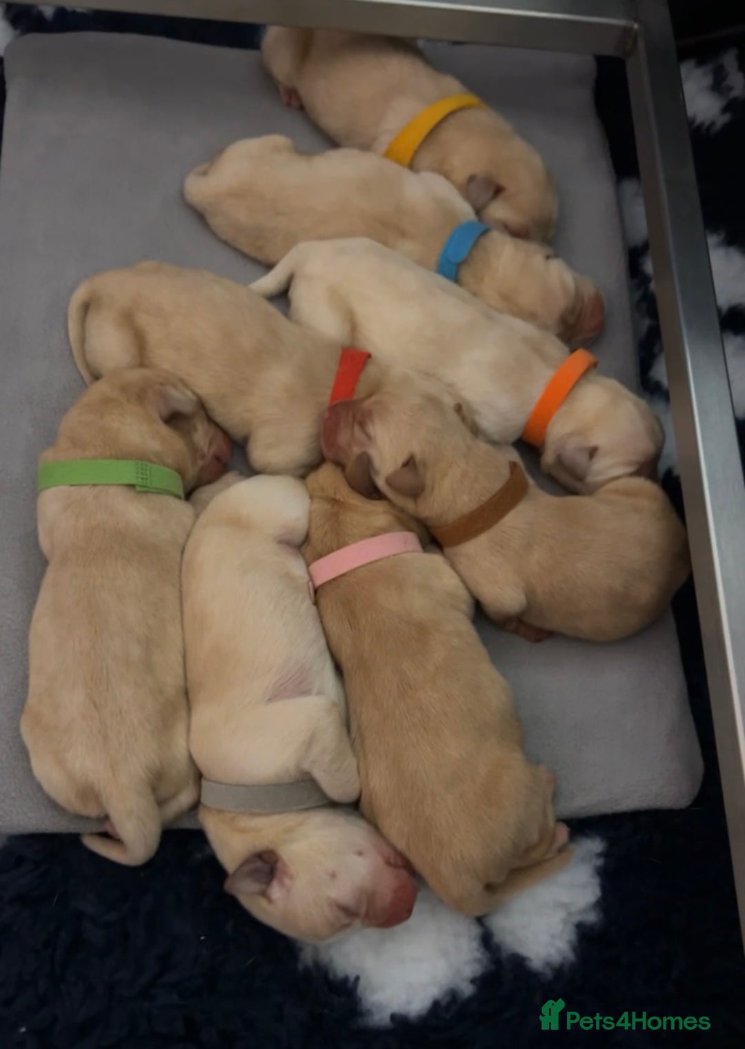 Labrador Retriever dogs for sale: 8 Beautiful Golden Labrador Puppies  - Advert 18