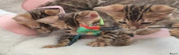 Bengal cats for sale: TICA Registered Bengal Kittens - Advert 1