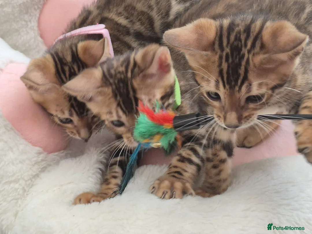 Bengal cats for sale: TICA Registered Bengal Kittens - Advert 1