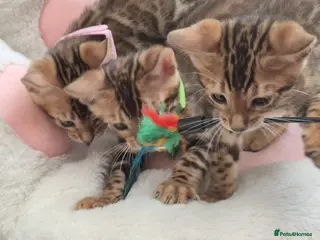 Bengal cats TICA Registered Bengal Kittens - Advert 10