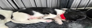 English Springer Spaniel Boy 10