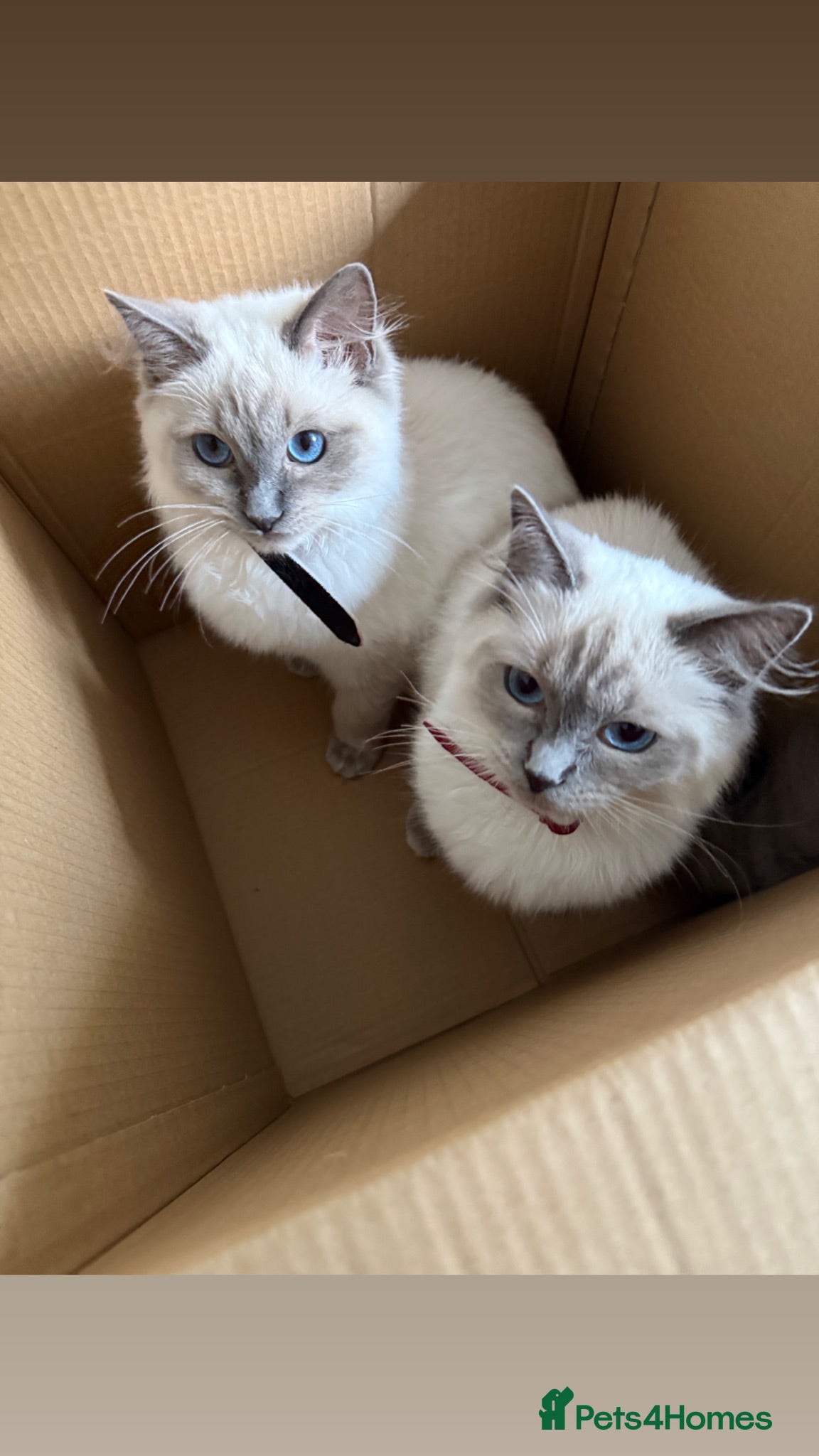 Ragdoll cats GCCF Active Registered Blue Point Ragdoll Queen  - Advert 11