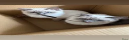 Ragdoll cats for sale: GCCF Active Registered Blue Point Ragdoll Queen  - Advert 2