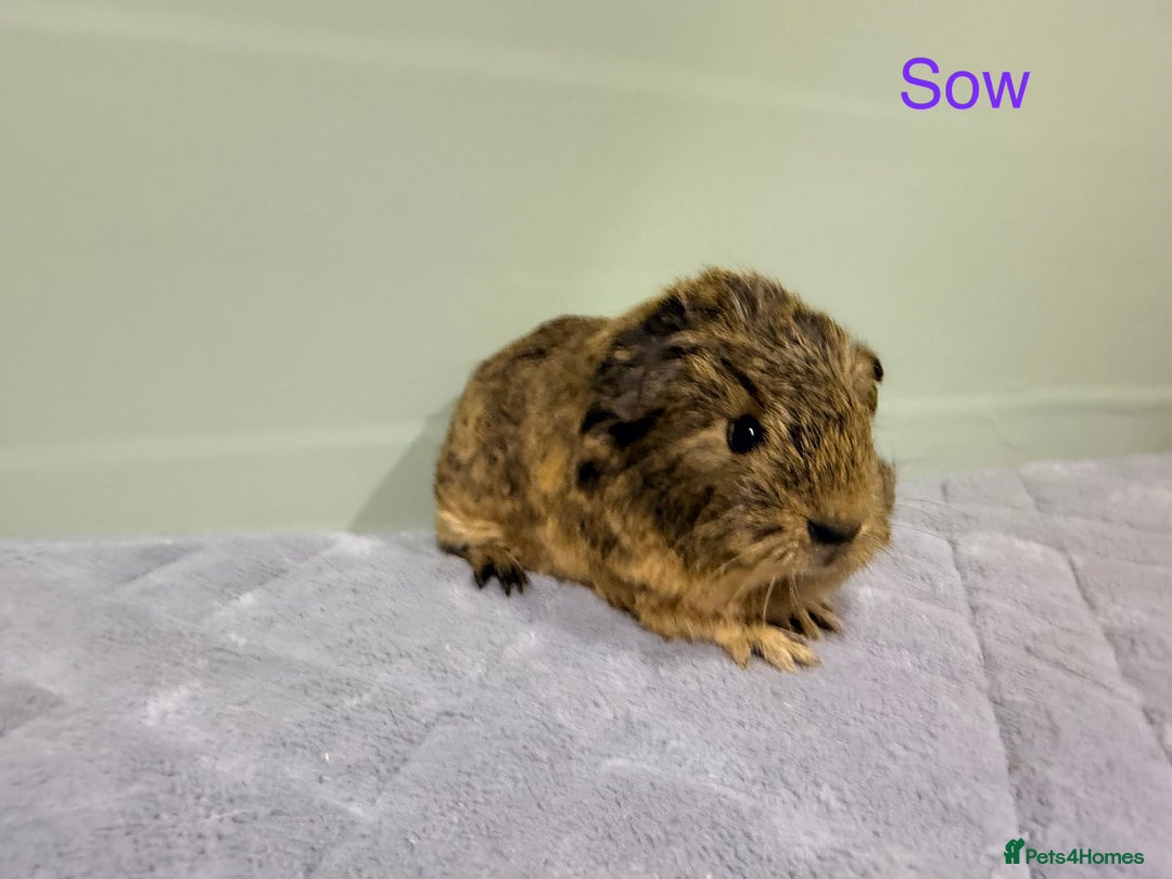 Guinea Pig rodents for sale: Baby guinea pigs  - Advert 7