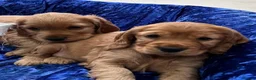 Cocker Spaniel dogs for sale: Stunning Showtype Cocker spaniel puppies in Ashton-under-Lyne - Advert 3