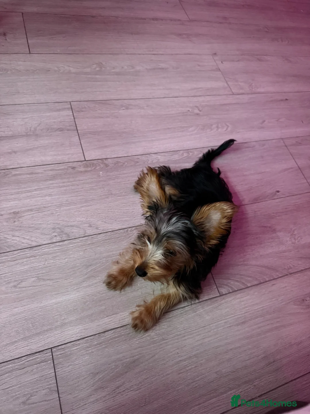 Yorkshire Terrier dogs for sale: Adorable Yorkshire terrier Puppy for sale  - Advert 2