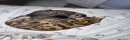 Bengal cats for sale: brown spotted bengal girl  in Bristol - Advert 3