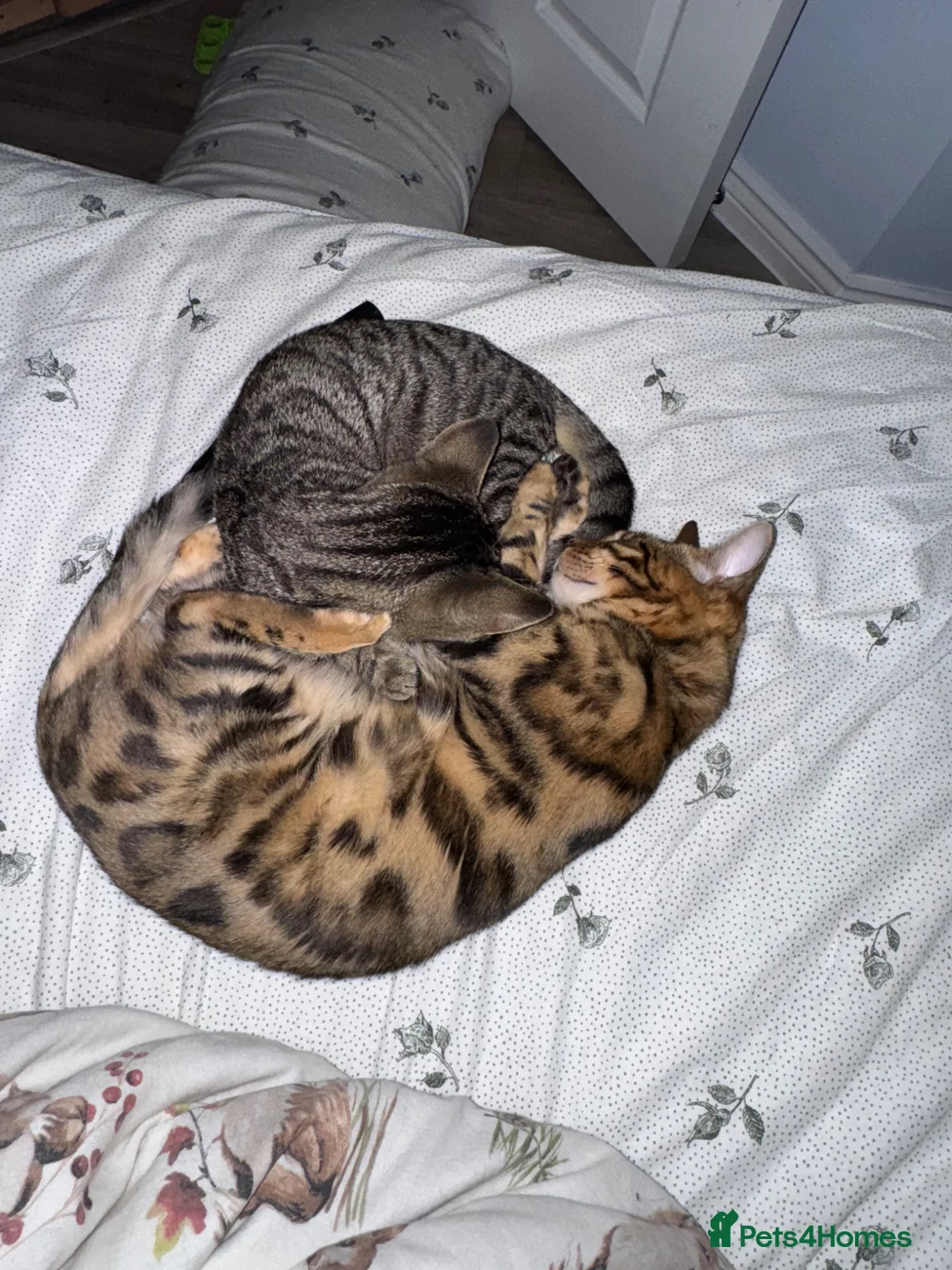 Bengal cats for sale: brown spotted bengal girl  in Bristol - Advert 3