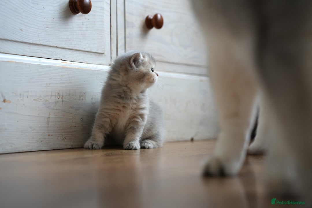 Scottish Fold cats for sale: Scottish fold - Advert 22