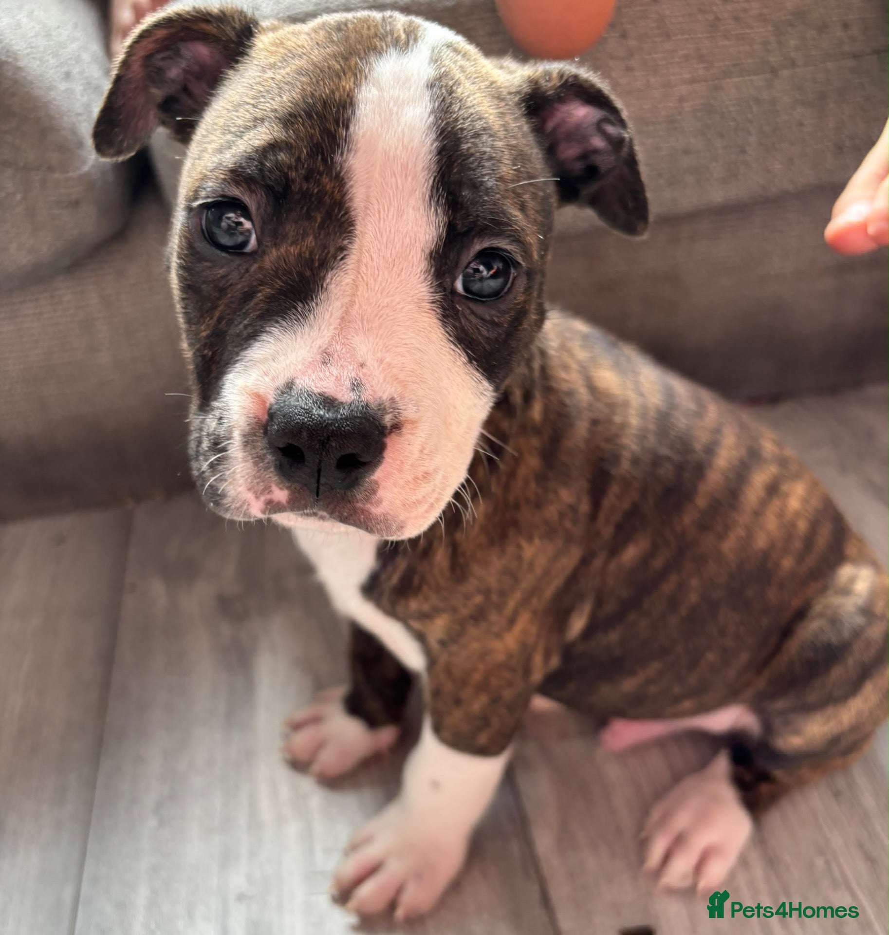 American Bulldog dogs 8 week old American bulldog pups - Advert 1
