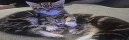 Mixed Breed cats for sale: Beautiful Tabby kitten - Advert 2