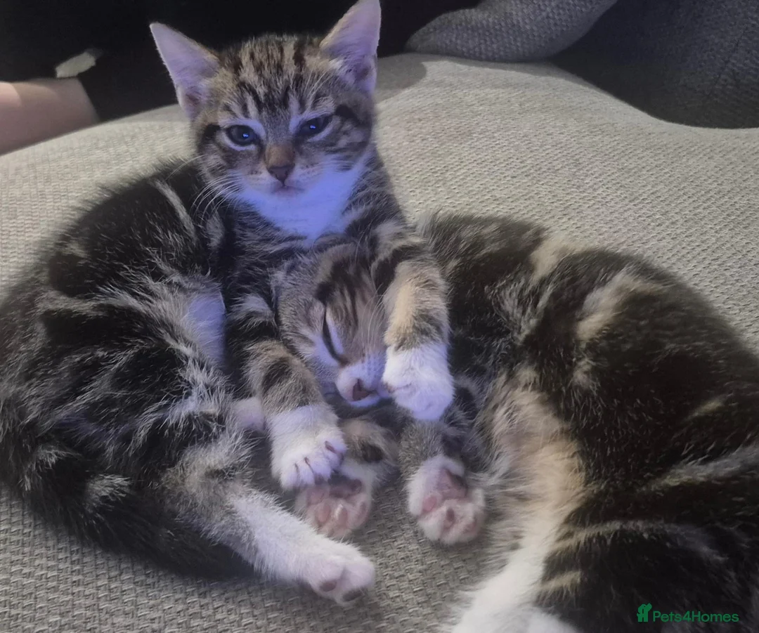 Mixed Breed cats for sale: Beautiful Tabby kitten - Advert 2