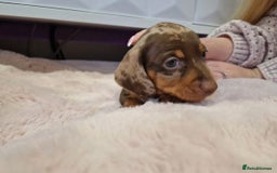 Miniature Dachshund dogs for sale: ADORABLE MINIATURE DACHSHUND PUPPIES - Image 9