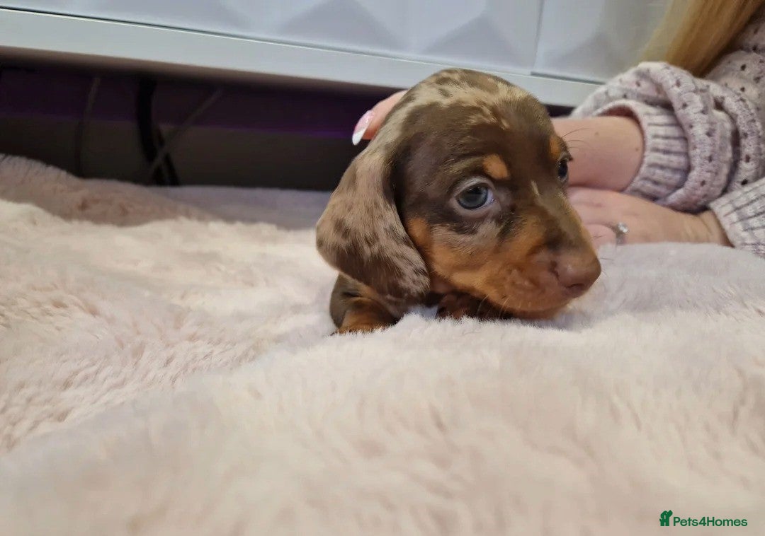 Miniature Dachshund dogs for sale: ADORABLE MINIATURE DACHSHUND PUPPIES - Image 9