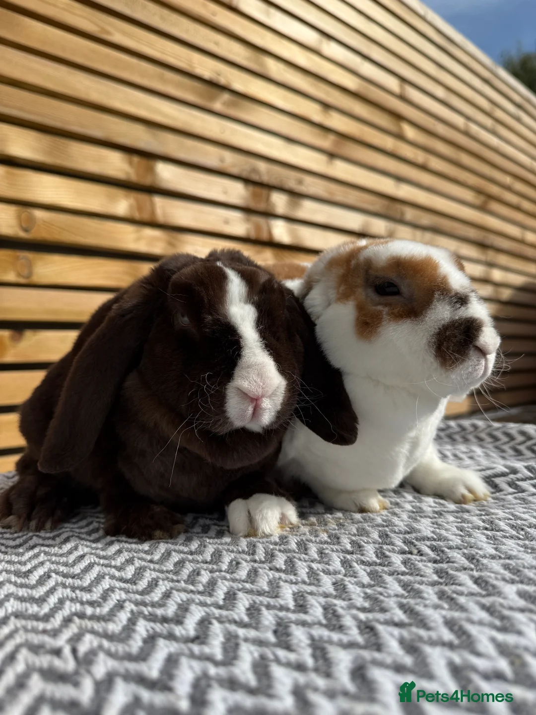 Mini Lop rabbits for sale: Mini Plush Lop Girls  - Advert 4