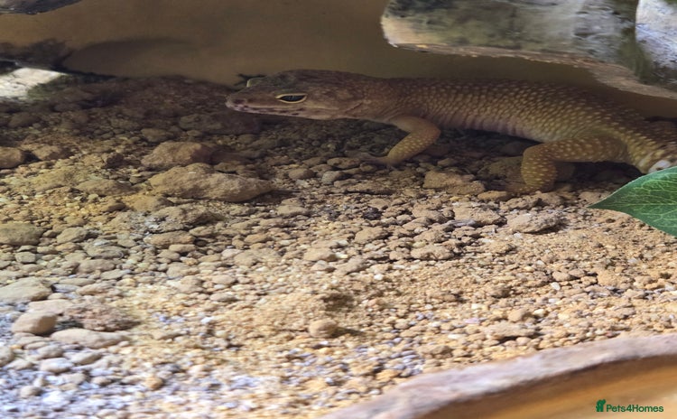 Leopard Gecko reptiles - Advert 1