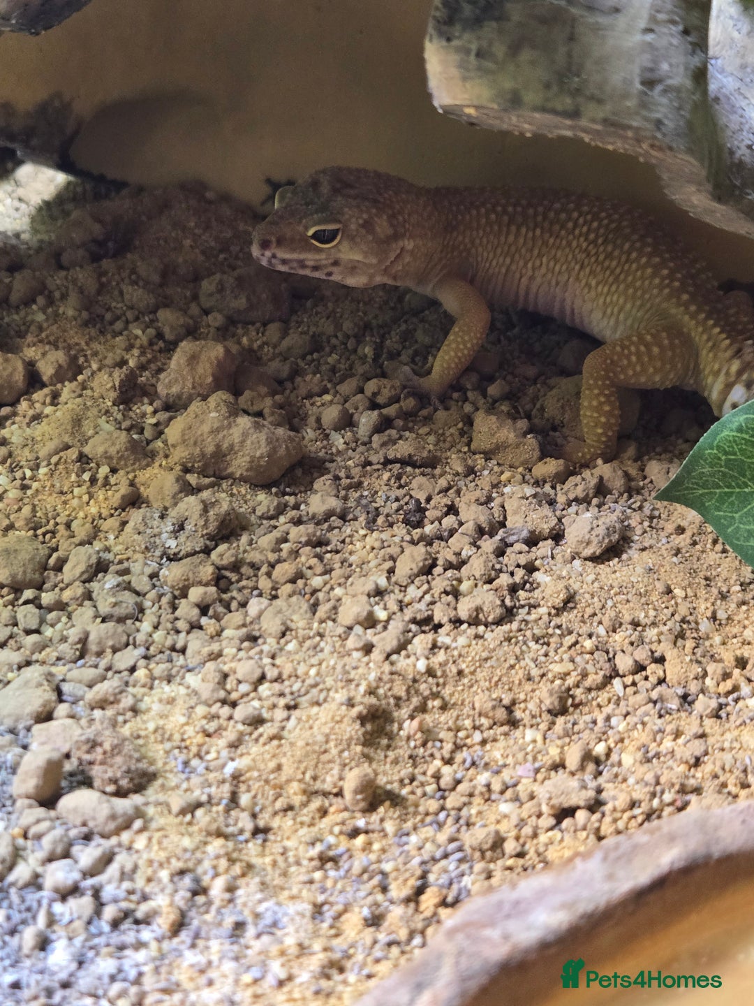 Leopard Gecko reptiles for sale: Leopard gecko  - Image 1