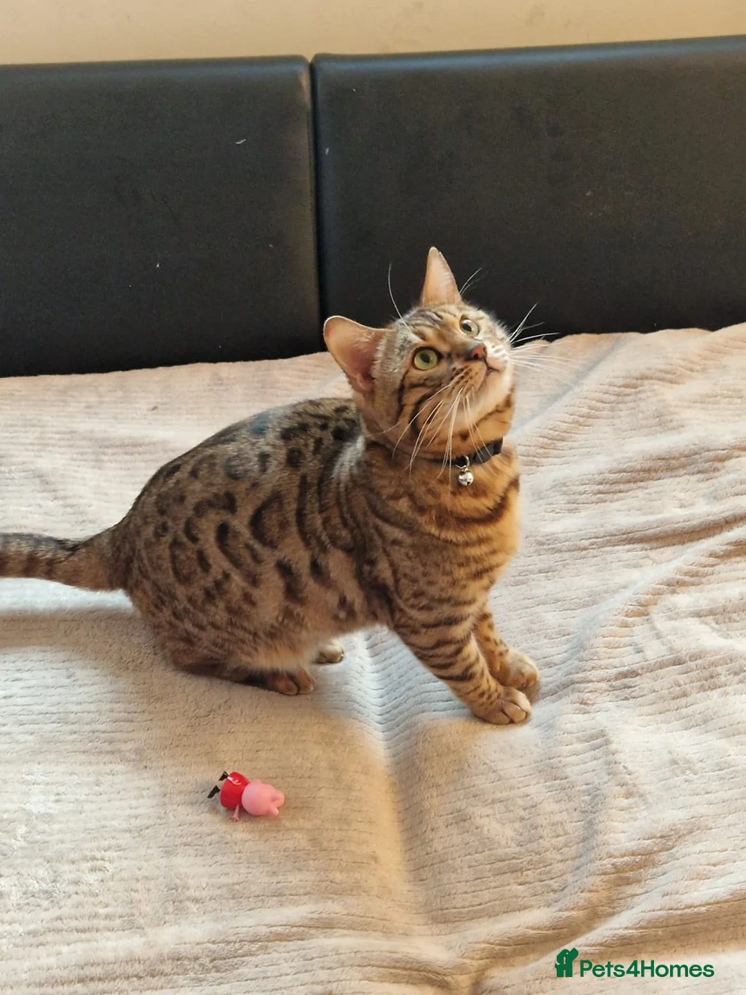 Bengal cats for stud: Stud cat Tica actives 5 generations pedigree  in Barnsley - Advert 34