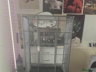 Mixed Breed birds - Advert 29