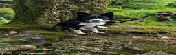 Border Collie dogs for sale: Beau aged 1 (nearly 2)  - Advert 3