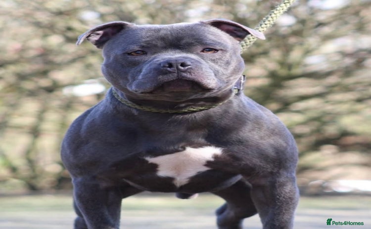 Staffordshire Bull Terrier dogs - Advert 11