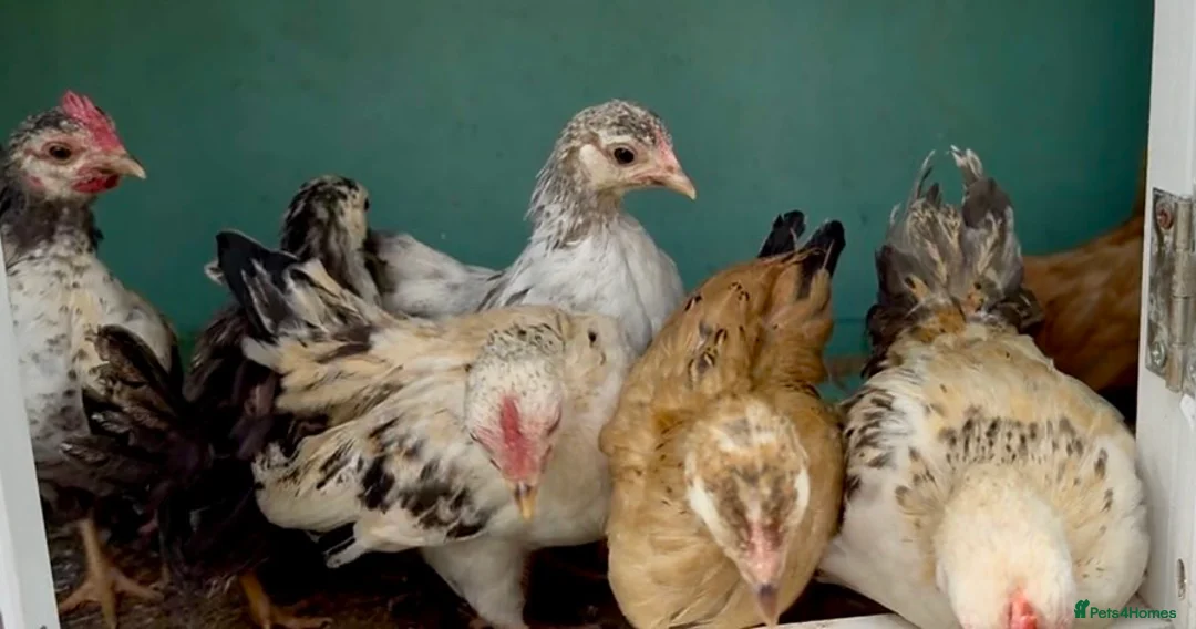 Chickens poultry for sale: Serama pairs & trios - Advert 2