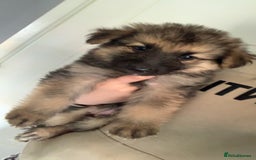 German Shepherd dogs for sale: Stunning litter of German shepherds  - Image 1