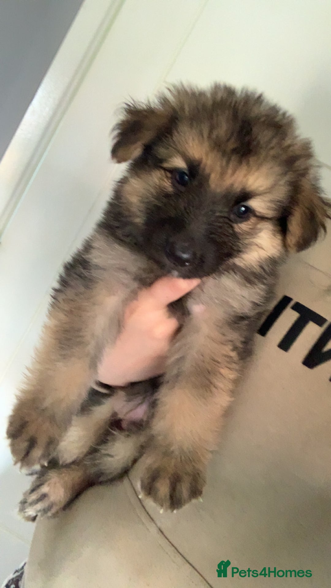 German Shepherd dogs for sale: Stunning litter of German shepherds  - Image 1