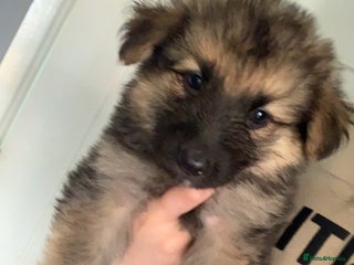 German Shepherd dogs - Advert 11