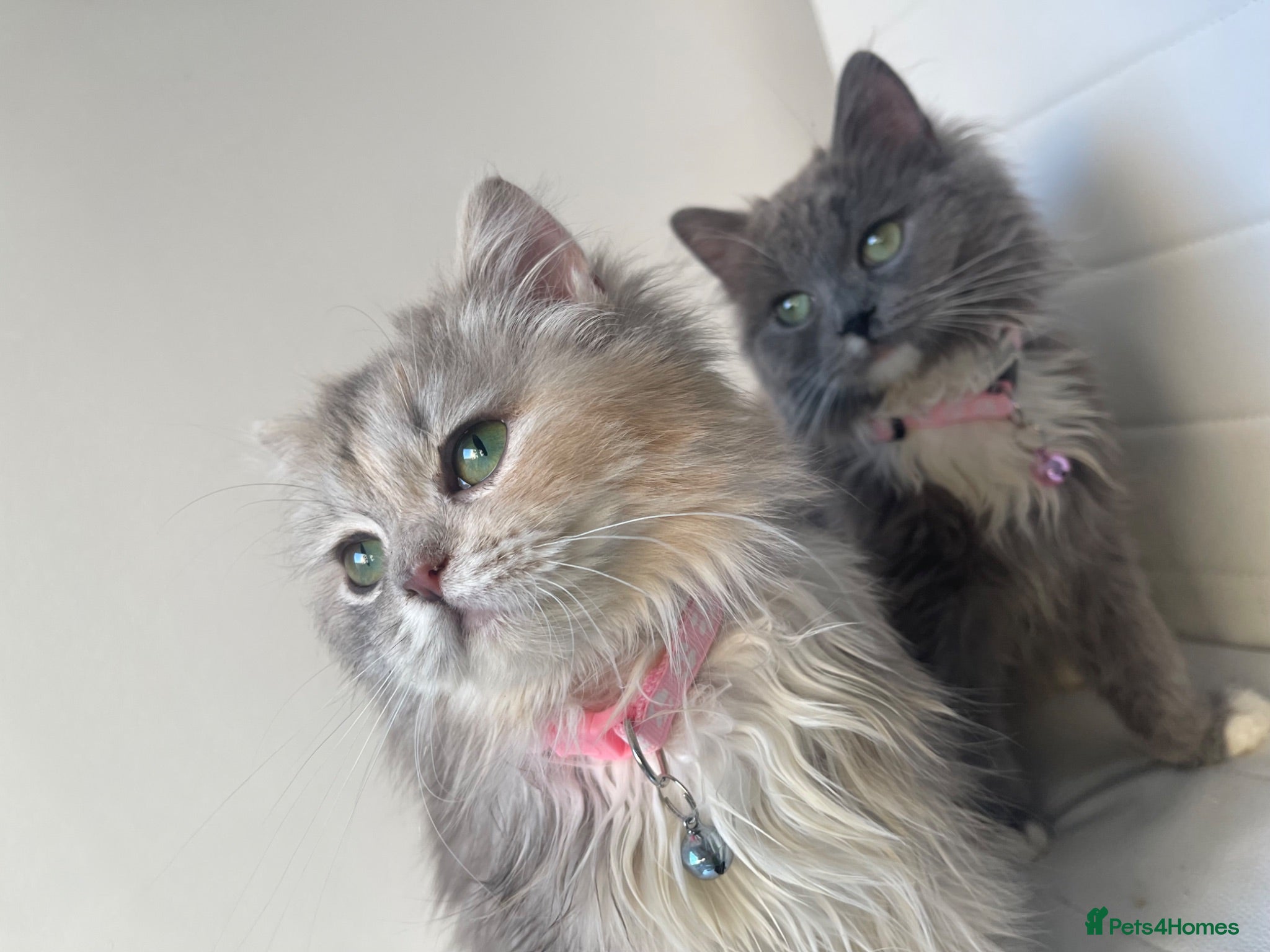 Persian cats sweetest Persian Kittens you’ve ever met - Advert 1