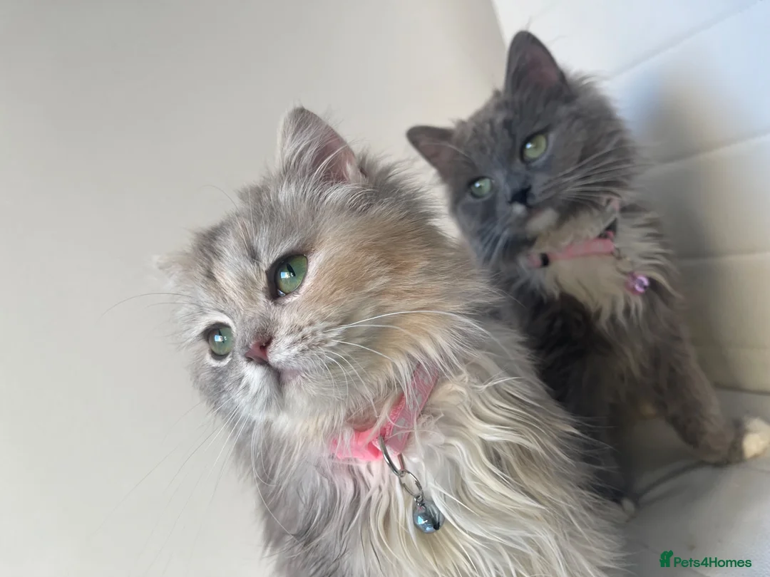Persian cats for sale: sweetest Persian Kittens you’ve ever met - Advert 1