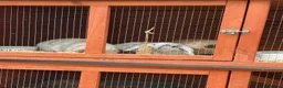 Mini Lop rabbits for sale: 3 mini Lops and full set up  - Advert 1