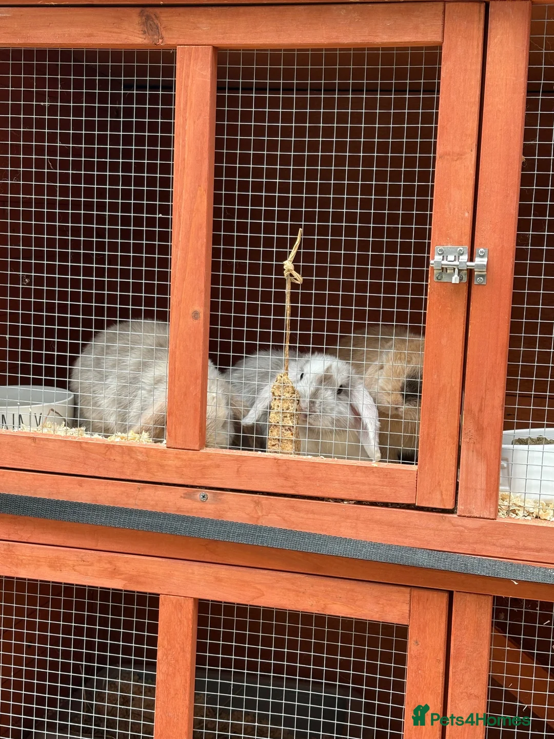 Mini Lop rabbits for sale: 3 mini Lops and full set up  - Advert 1
