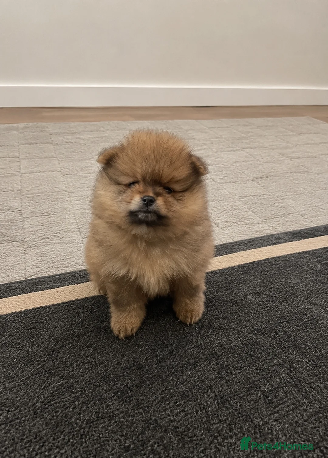Pomeranian dogs for sale: Gorgeous Orange Sable Male Pomeranian Puppy  - Advert 6