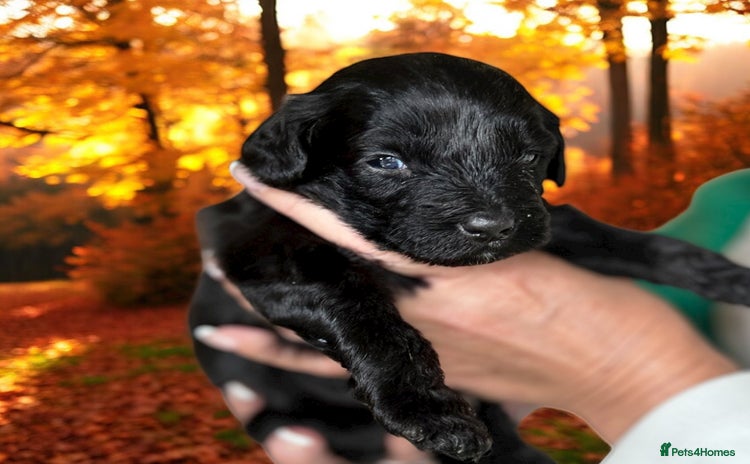 Mixed Breed dogs - Advert 3