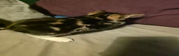 Mixed Breed cats for sale: Mixed tabby and long hair - Advert 13