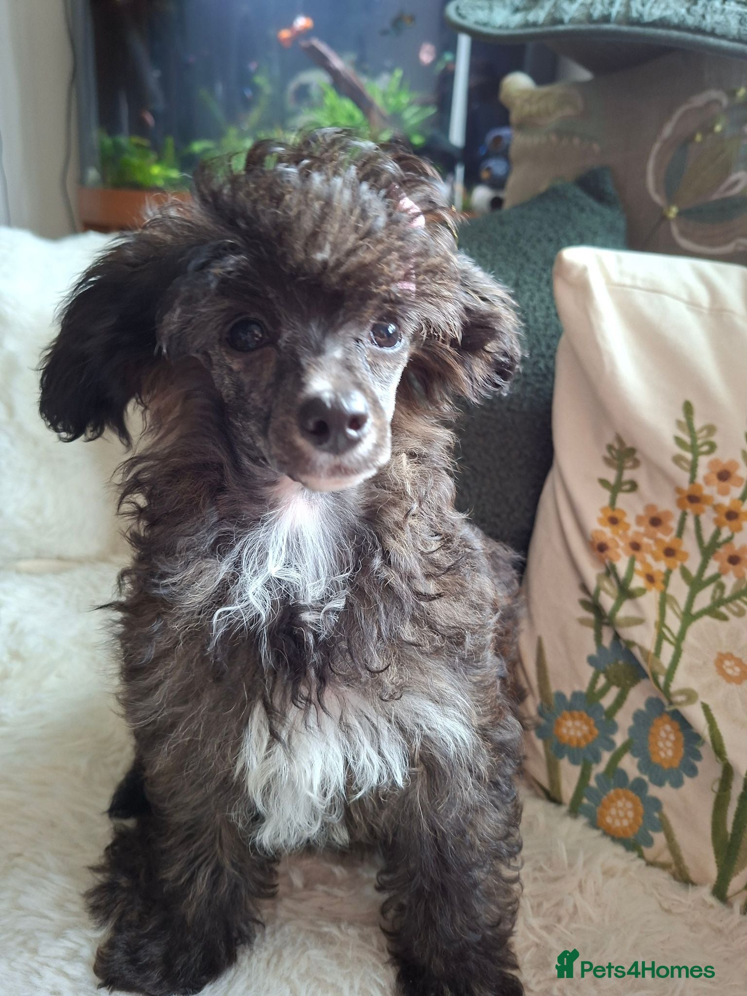 Mixed Breed dogs Stunning small papipoos/ papillon  x toy poodle - Advert 2