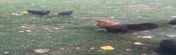 Chickens poultry for sale: Brahma hens  - Advert 3