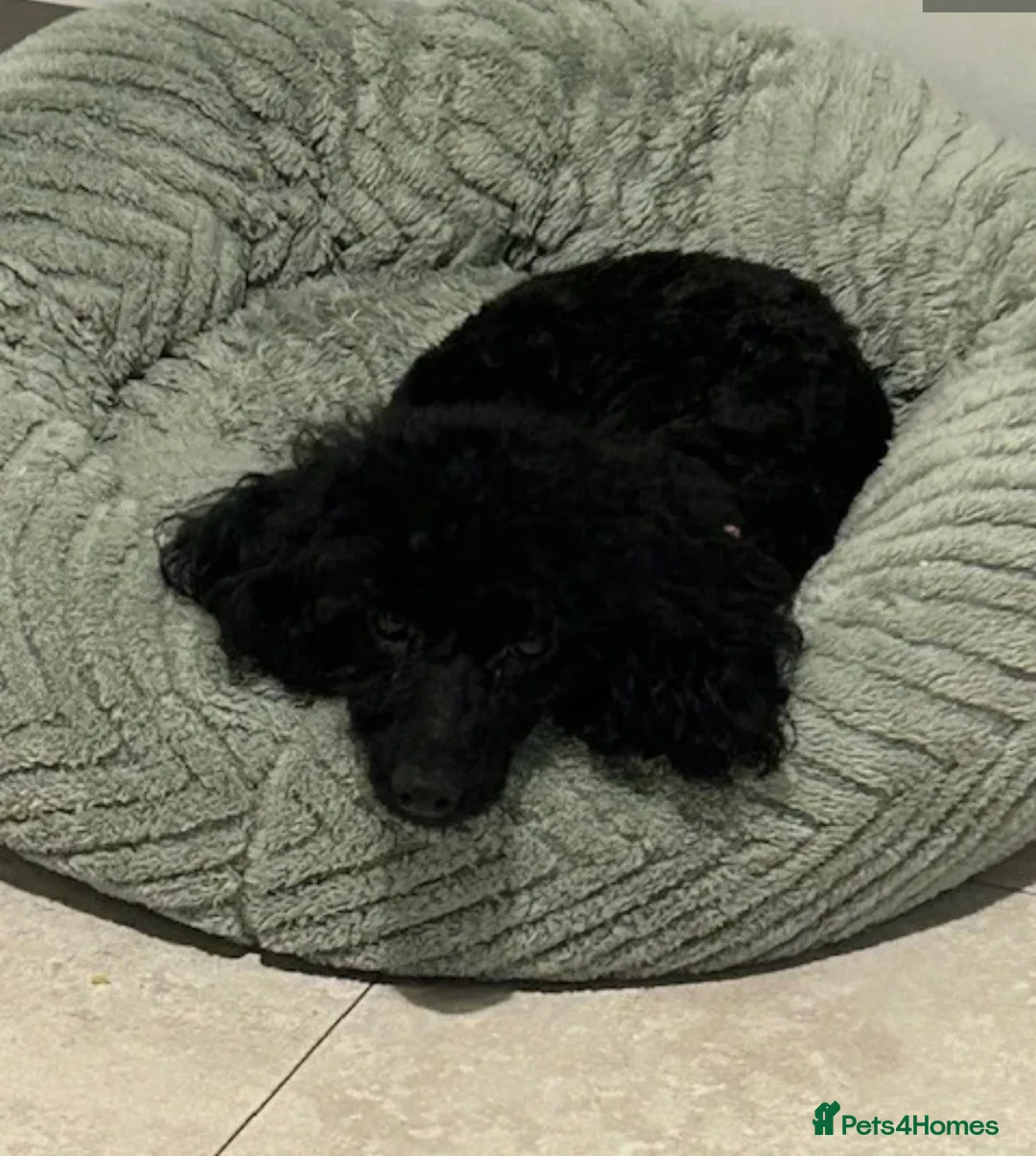 Yorkiepoo dogs for sale: Yorkiepoos  - Advert 2