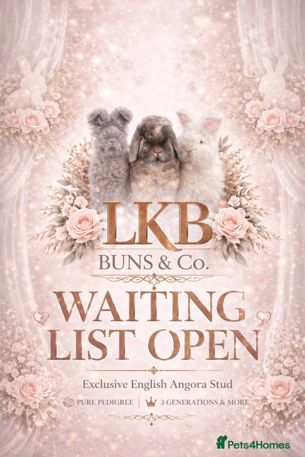 Angora rabbits 🌟 PUREBRED ENGLISH ANGORAS 🌟 - Advert 10