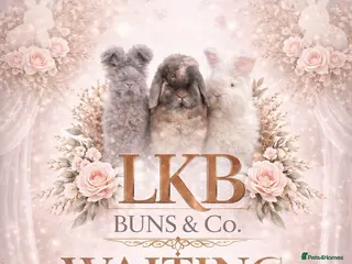 Angora rabbits 🌟 PUREBRED ENGLISH ANGORAS 🌟 - Advert 3