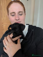 Chipoo dogs Non shed, health tested chipoos - Advert 2