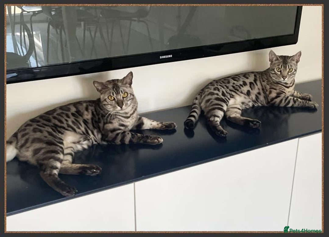 Bengal cats for sale: Silver Spotted Bengal Siblings Haja And Tala - Image 4