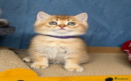 British Shorthair cats for sale: AdorableBritish shorthair silver/golden kitensTICA - Image 15