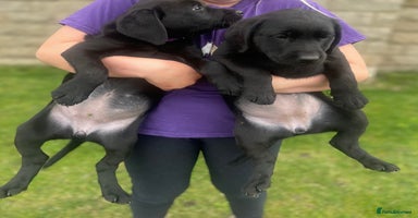 Labrador Retriever dogs - Advert 1