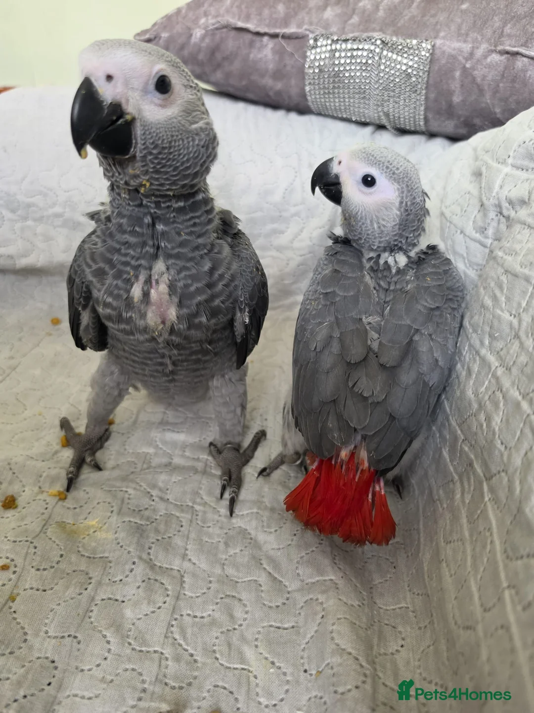 Parrots birds for sale: 2 African greys available  in Wembley - Advert 2